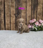 Abby F1B, a female Miniature Goldendoodle for sale in Pittsford, MI – 1 of 2