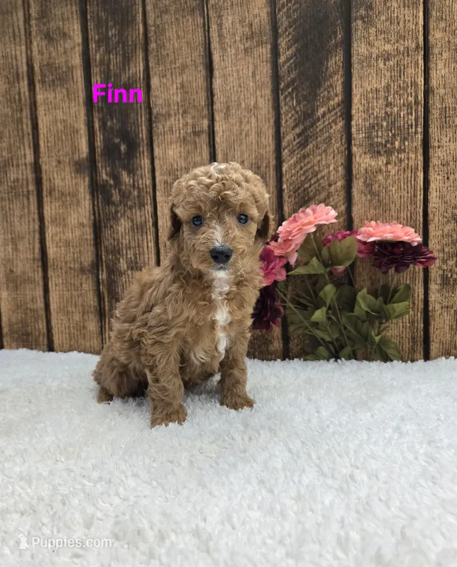 Finn F1B – Cavapoo puppy for sale in Pittsford, MI