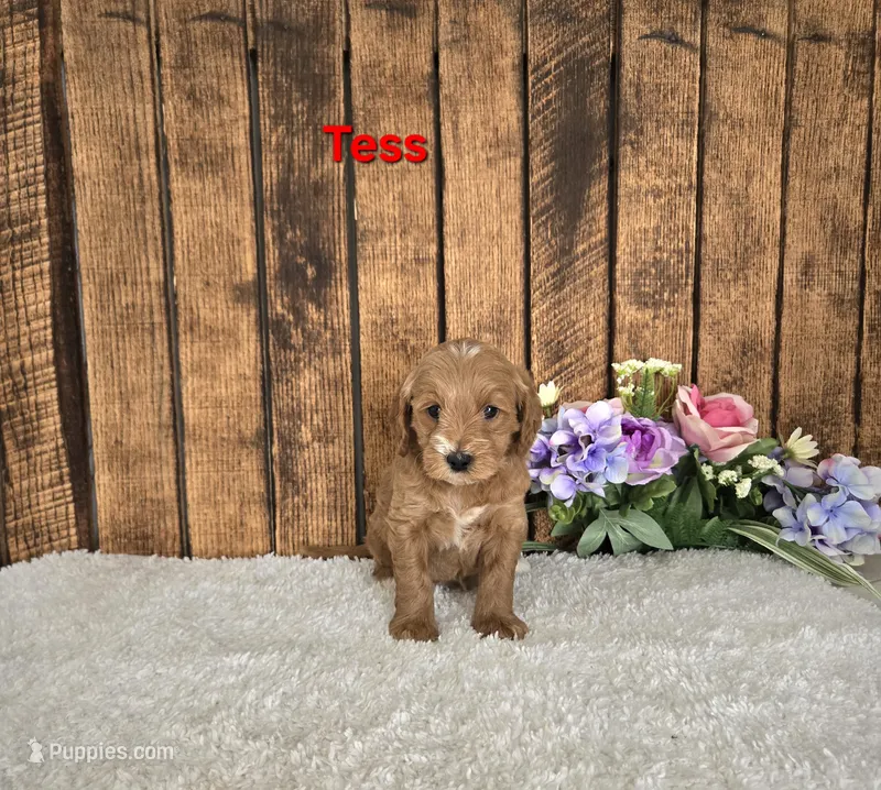 Tess F1B – Miniature Goldendoodle puppy for sale in Pittsford, MI