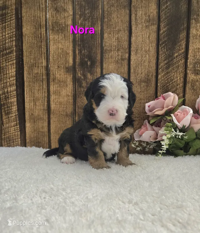 Nora – Miniature Bernedoodle puppy for sale in Pittsford, MI