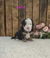 Nora, a female Miniature Bernedoodle for sale in Pittsford, MI – 1 of 2