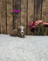 Ozzy F1B, a male Cavapoo for sale in Pittsford, MI – 2 of 2