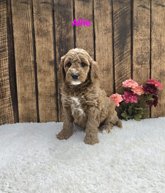 Allie F1B – Miniature Goldendoodle puppy for sale in Pittsford, MI