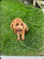 Teddy F1B, a male Cavapoo for sale in Pittsford, MI – 4 of 4