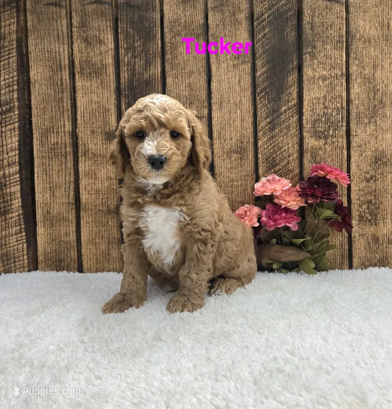 Tucker F1B – Miniature Goldendoodle puppy for sale in Pittsford, MI