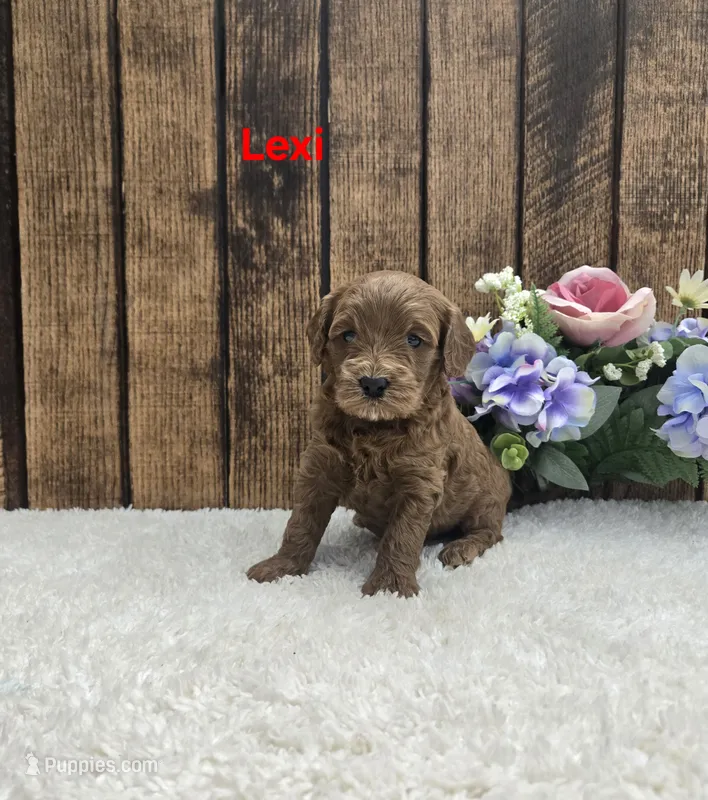 Lexi F1B – Cavapoo puppy for sale in Pittsford, MI