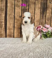 Lilly F1B, a female Miniature Goldendoodle for sale in Pittsford, MI – 2 of 2