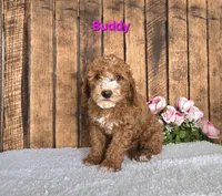 Buddy F1b, a male Cavapoo for sale in Pittsford, MI – 2 of 2