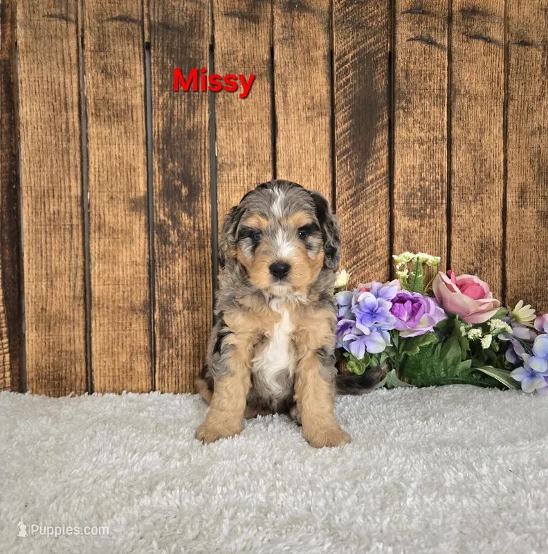 Missy – Miniature Bernedoodle puppy for sale in Pittsford, MI