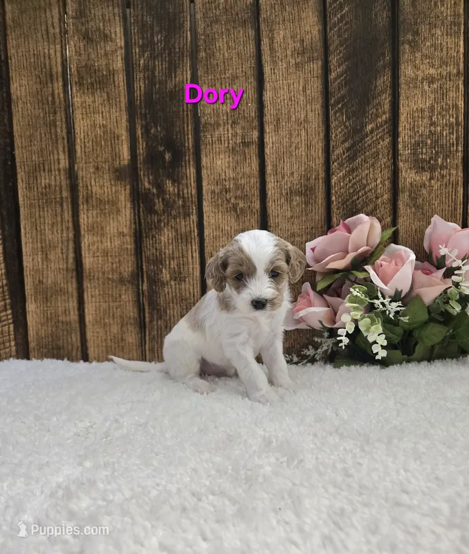 Dory F1B – Cavapoo puppy for sale in Pittsford, MI