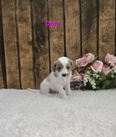 Dory F1B, a female Cavapoo for sale in Pittsford, MI – 1 of 2