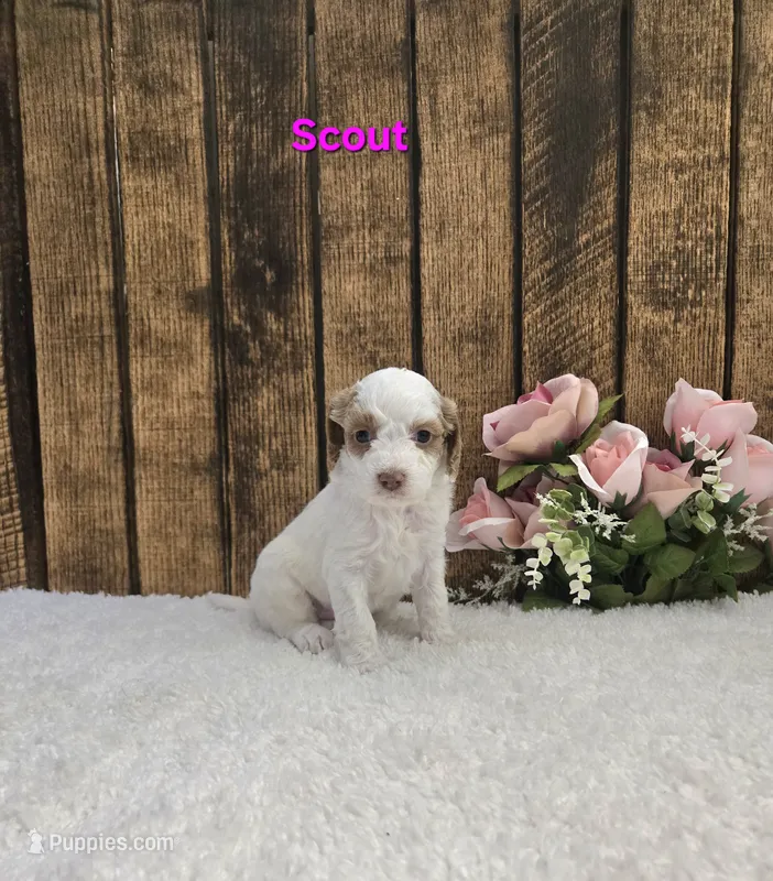 Scout F1B – Cavapoo puppy for sale in Pittsford, MI