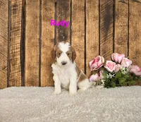 Rudy F1B, a male Miniature Goldendoodle for sale in Pittsford, MI – 2 of 2