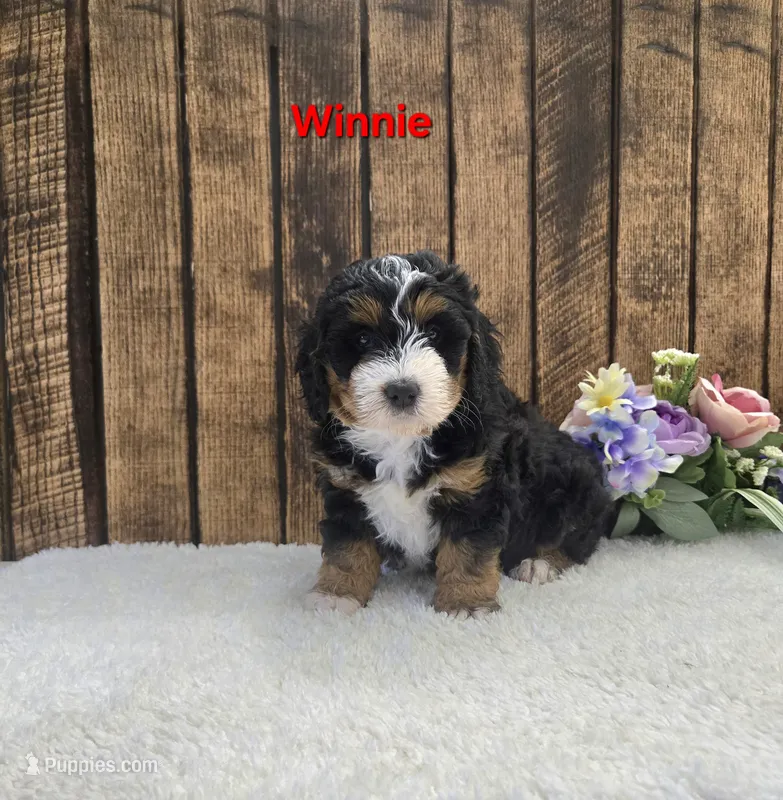 Winnie – Miniature Bernedoodle puppy for sale in Pittsford, MI