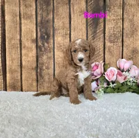 Bambi F1B, a female Miniature Goldendoodle for sale in Pittsford, MI – 2 of 2