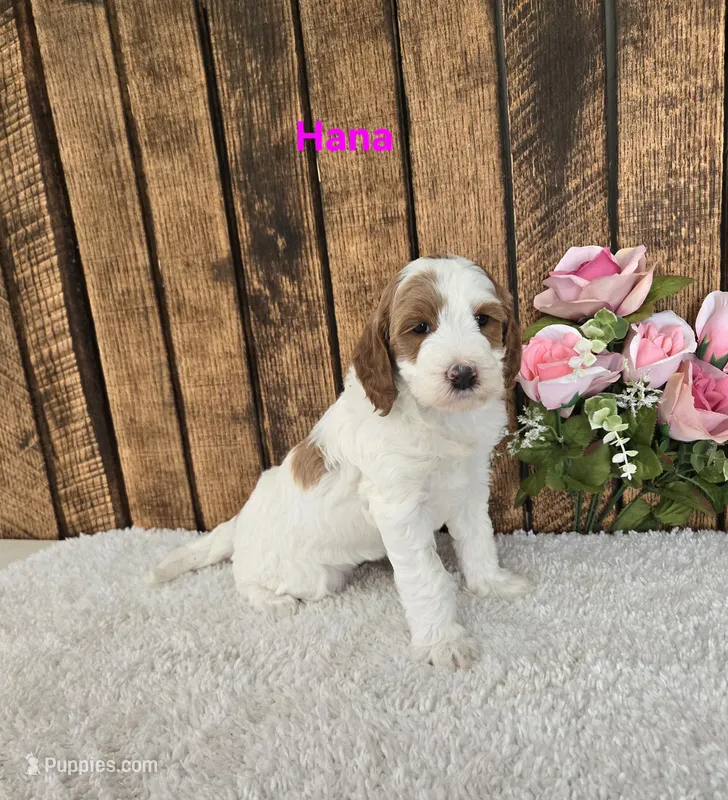Hana F1B  – Miniature Goldendoodle puppy for sale in Pittsford, MI