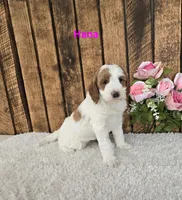 Hana F1B , a female Miniature Goldendoodle for sale in Pittsford, MI – 1 of 2