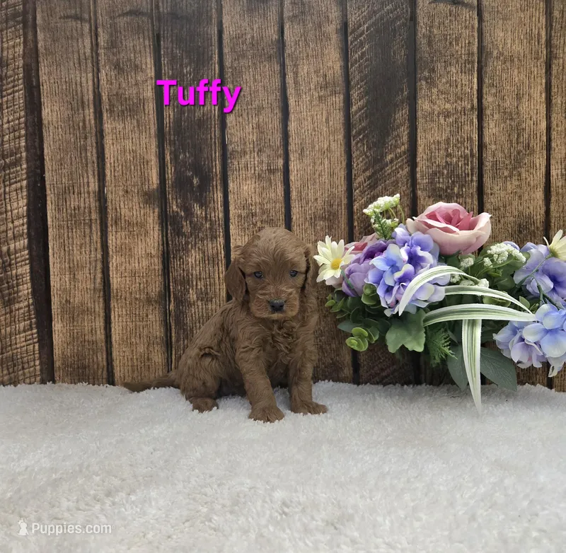Tuffy F1B – Cavapoo puppy for sale in Pittsford, MI