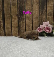Tuffy F1B, a male Cavapoo for sale in Pittsford, MI – Photo 2 of 2