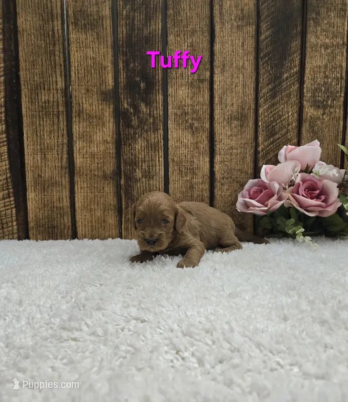 Tuffy F1B – Cavapoo puppy for sale in Pittsford, MI