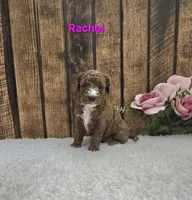 Rachel F1B, a female Cavapoo for sale in Pittsford, MI – Photo 1 of 2