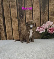 Rachel F1B, a female Cavapoo for sale in Pittsford, MI – Photo 2 of 2