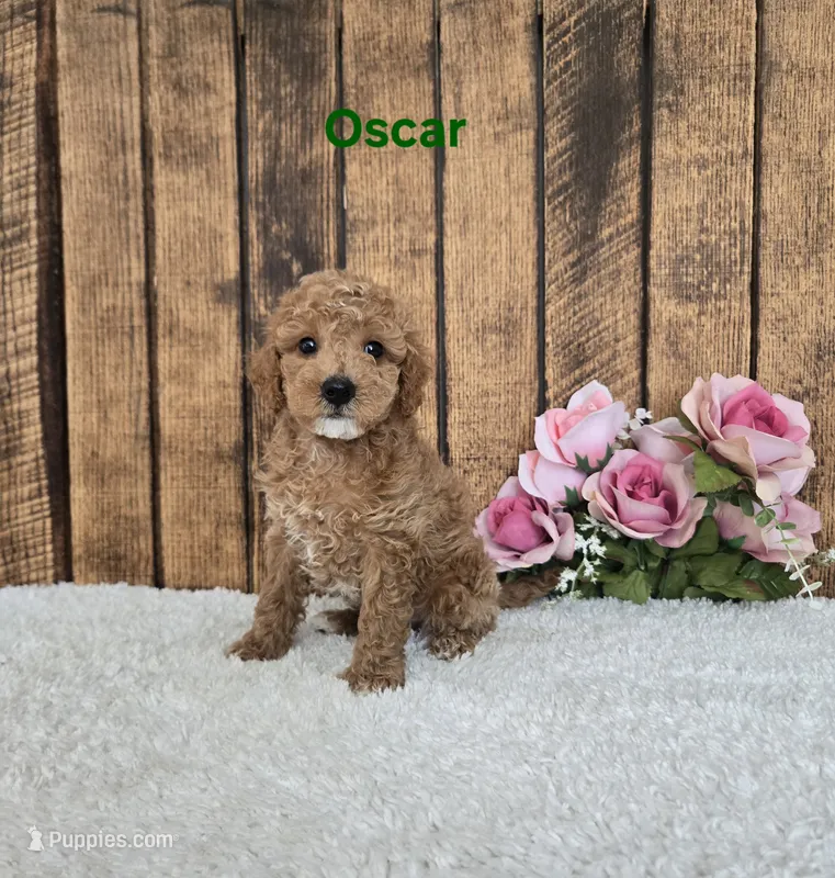 Oscar F1B – Cavapoo puppy for sale in Pittsford, MI