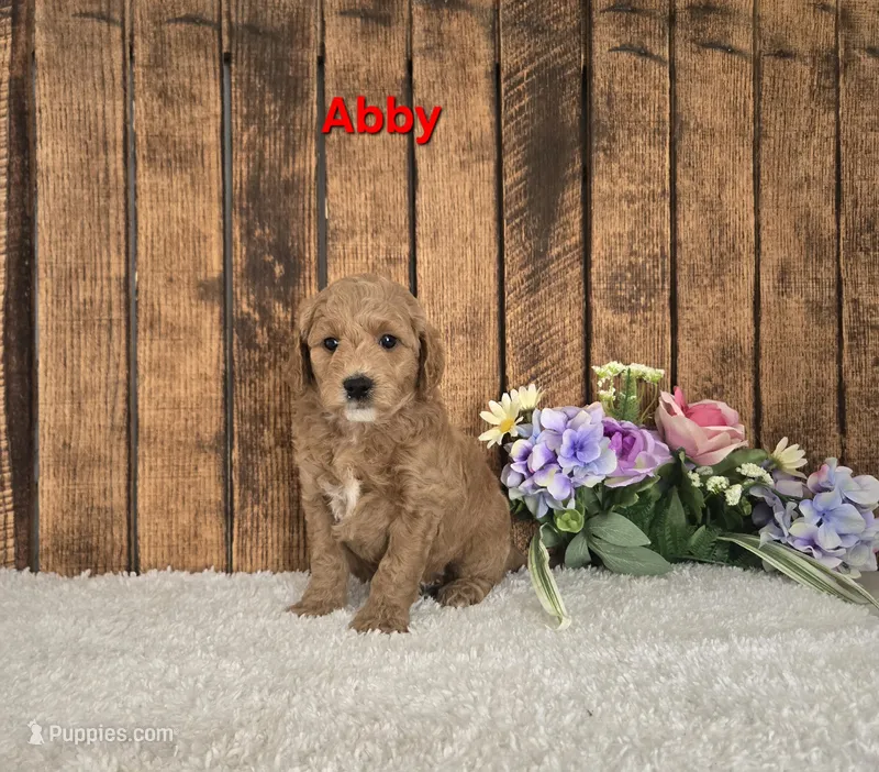 Abby F1B – Miniature Goldendoodle puppy for sale in Pittsford, MI
