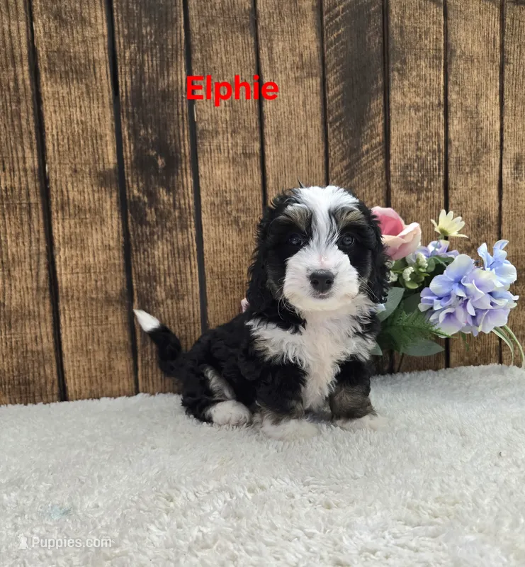 Elphie F1B – Miniature Bernedoodle puppy for sale in Pittsford, MI