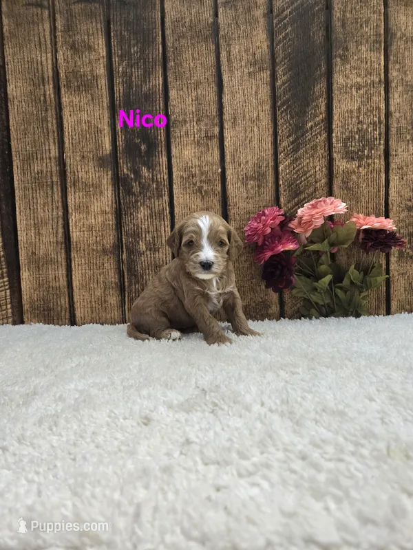 Nico F1B – Cavapoo puppy for sale in Pittsford, MI