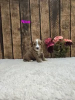 Nico F1B, a male Cavapoo for sale in Pittsford, MI – 1 of 2