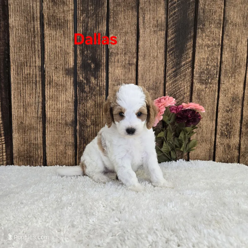 Dallas F1B – Cavapoo puppy for sale in Pittsford, MI