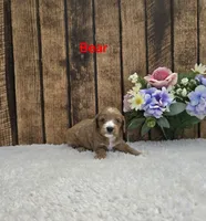 Bear F1B, a male Cavapoo for sale in Pittsford, MI – 1 of 2