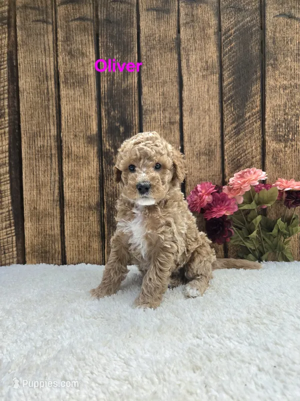 Oliver F1B – Cavapoo puppy for sale in Pittsford, MI