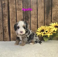 Apollo, a male Miniature Bernedoodle for sale in Pittsford, MI – Photo 3 of 3