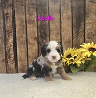 Apollo, a male Miniature Bernedoodle for sale in Pittsford, MI – Photo 1 of 3