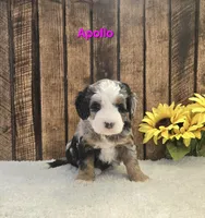 Apollo, a male Miniature Bernedoodle for sale in Pittsford, MI – Photo 2 of 3