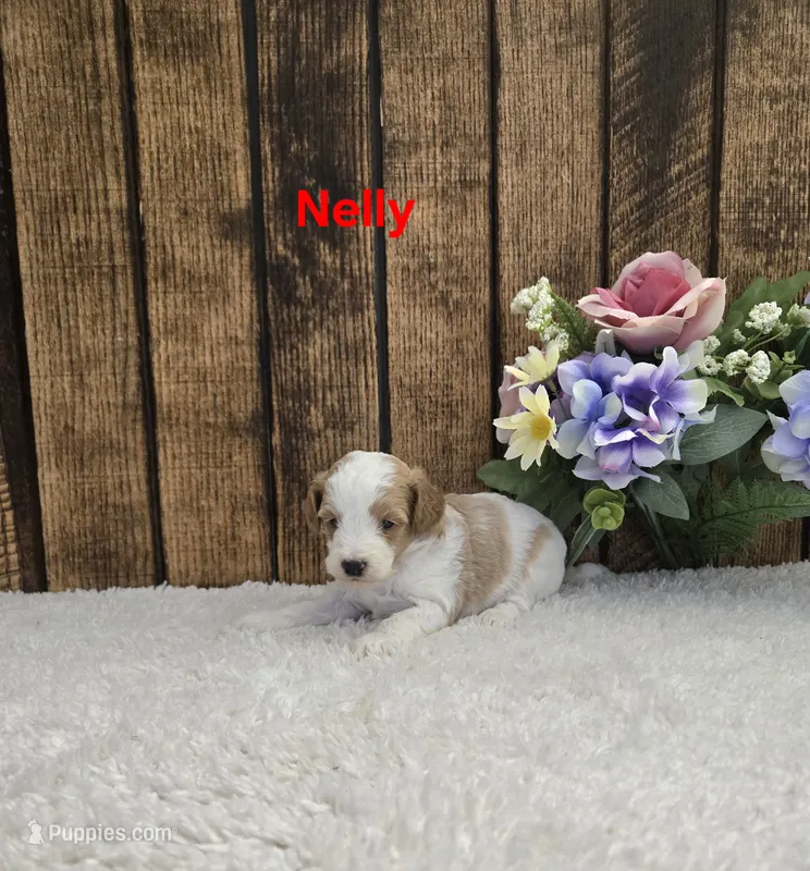 Nelly F1B – Cavapoo puppy for sale in Pittsford, MI