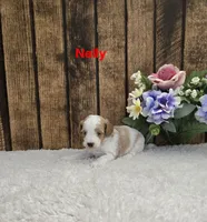 Nelly F1B, a female Cavapoo for sale in Pittsford, MI – 1 of 2