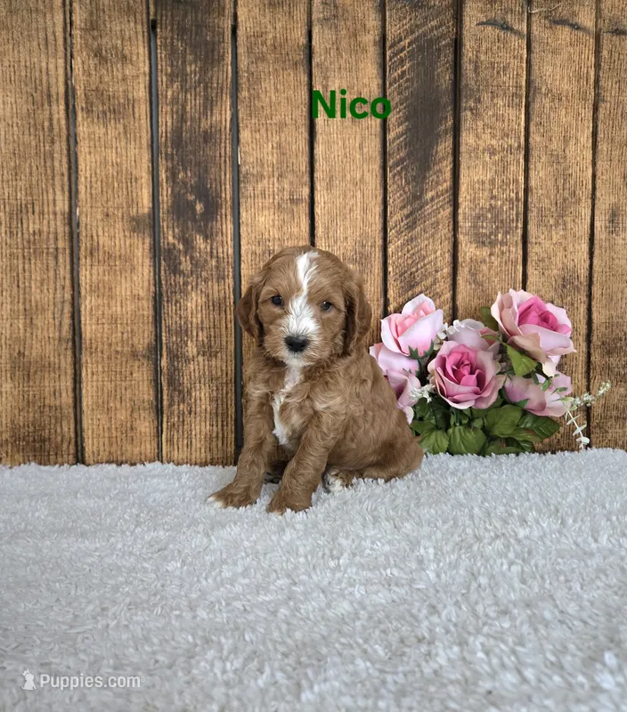 Nico F1B – Cavapoo puppy for sale in Pittsford, MI