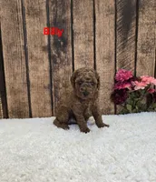 Billy F1B, a male Cavapoo for sale in Pittsford, MI – 2 of 2