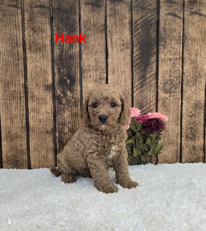 Hank F1B – Cavapoo puppy for sale in Pittsford, MI
