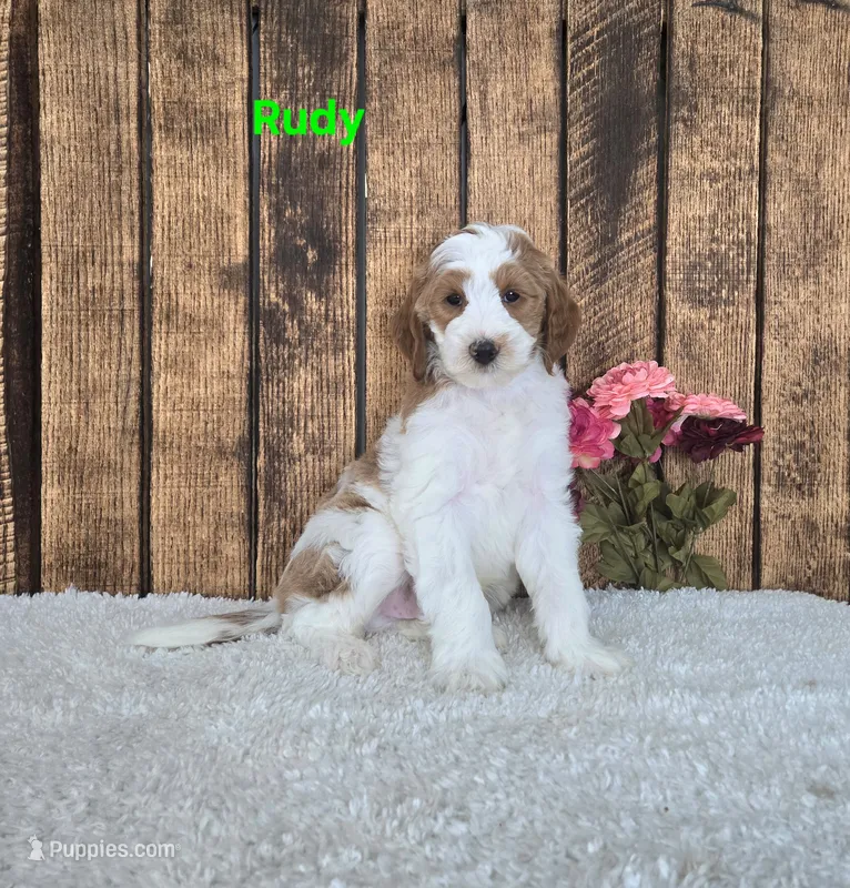 Rudy F1B – Miniature Goldendoodle puppy for sale in Pittsford, MI