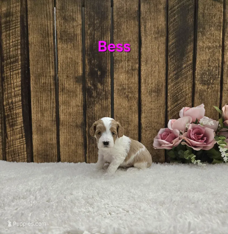 Bess F1B – Cavapoo puppy for sale in Pittsford, MI