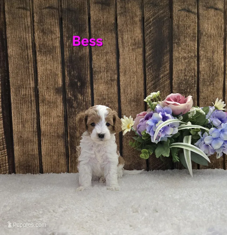 Bess F1B – Cavapoo puppy for sale in Pittsford, MI