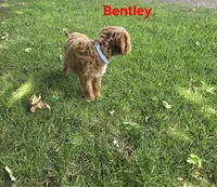 Bentley, a male Cavapoo for sale in Pittsford, MI – 2 of 4