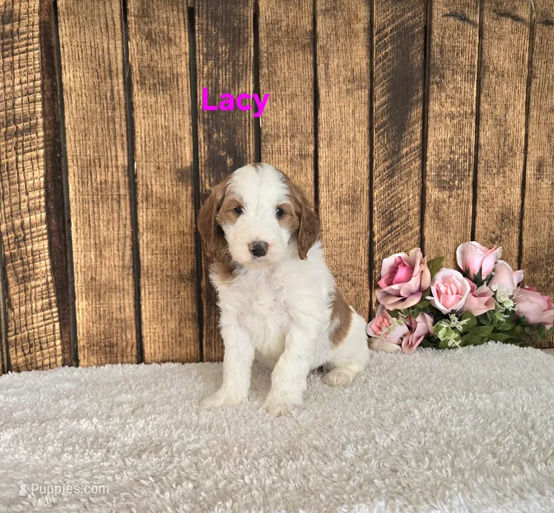 Lacy F1B – Miniature Goldendoodle puppy for sale in Pittsford, MI