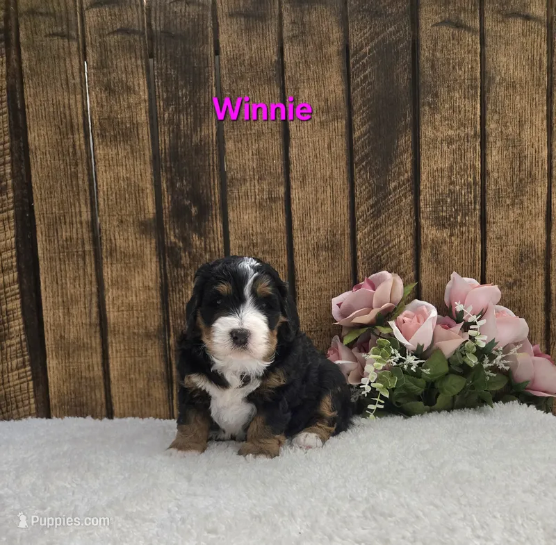 Winnie – Miniature Bernedoodle puppy for sale in Pittsford, MI