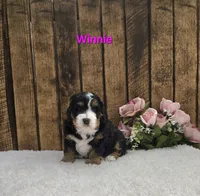 Winnie, a female Miniature Bernedoodle for sale in Pittsford, MI – 1 of 2