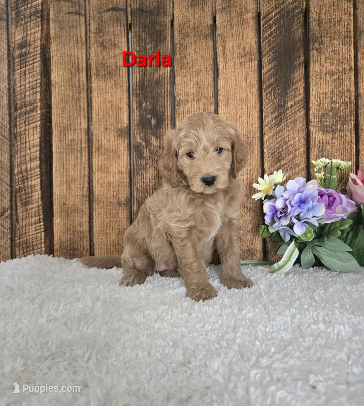 Darla F1B – Miniature Goldendoodle puppy for sale in Pittsford, MI
